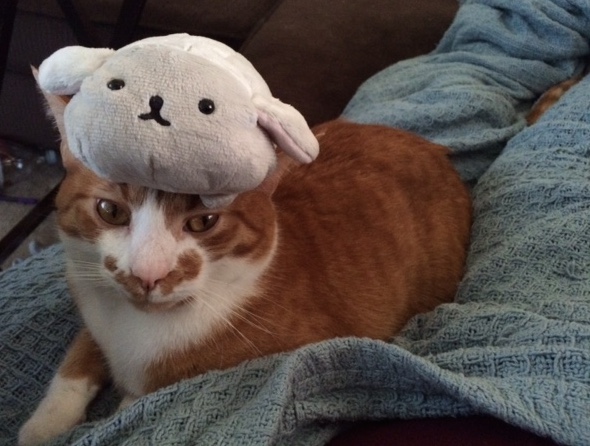 cat with a mochi bunny on his head