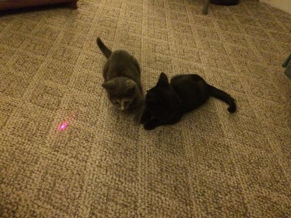 kittens playing with a laser