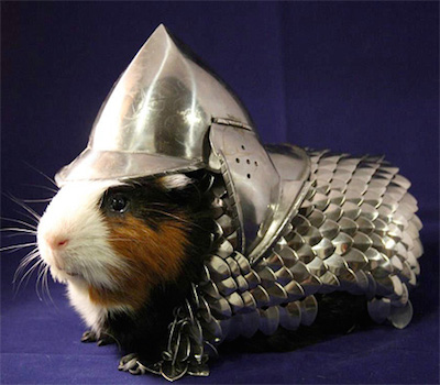 guinea pig in armor