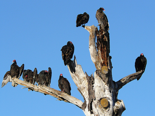 vultures in a tree