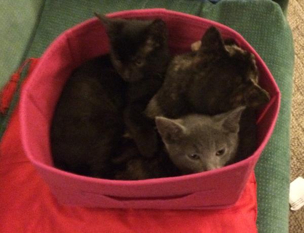 box filled with kittens