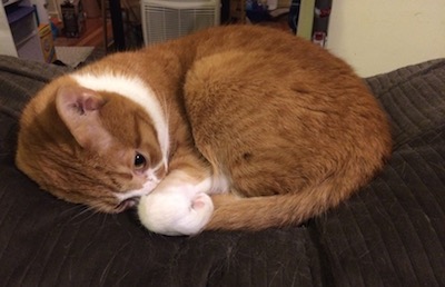 cat curled up on couch
