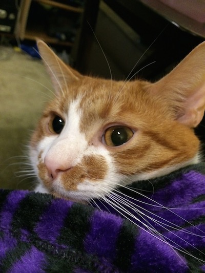 closeup of cat in a blanket