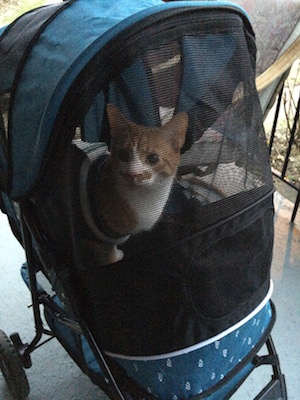 photo of a Julie's cat wearing a sweater and sitting inside a pet stroller