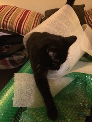 Photo of Nikita the cat in packing materials.