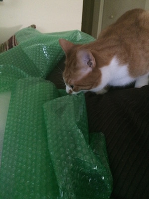 Photo of Leon the cat in packing materials.