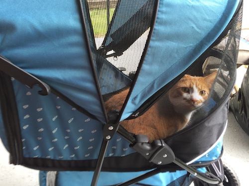 Photo of Leon the cat in a stroller