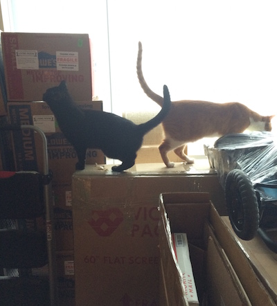 Photo of cats on moving boxes.