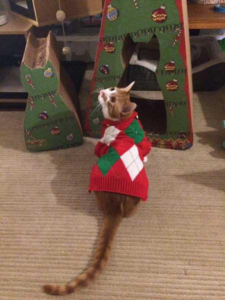 Leon the cat wearing a christmas sweater standing in front of a cardboard christmas tree cat scratcher