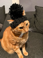 a large orgage cat wearing a dark grey crocheted hat with a comically large pompom on the top